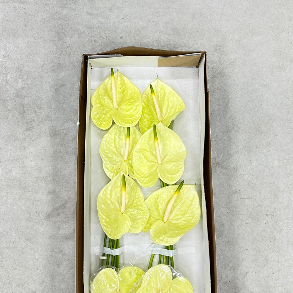 Антуріум "Марісіа"